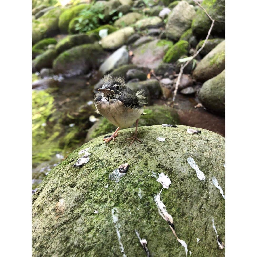 北野貴之さんのインスタグラム写真 - (北野貴之Instagram)「森の中で小さいトトロかと思いました。この、子？ なんの鳥の子供？ とにかく可愛かったです！！」6月8日 7時03分 - takashi_kitano