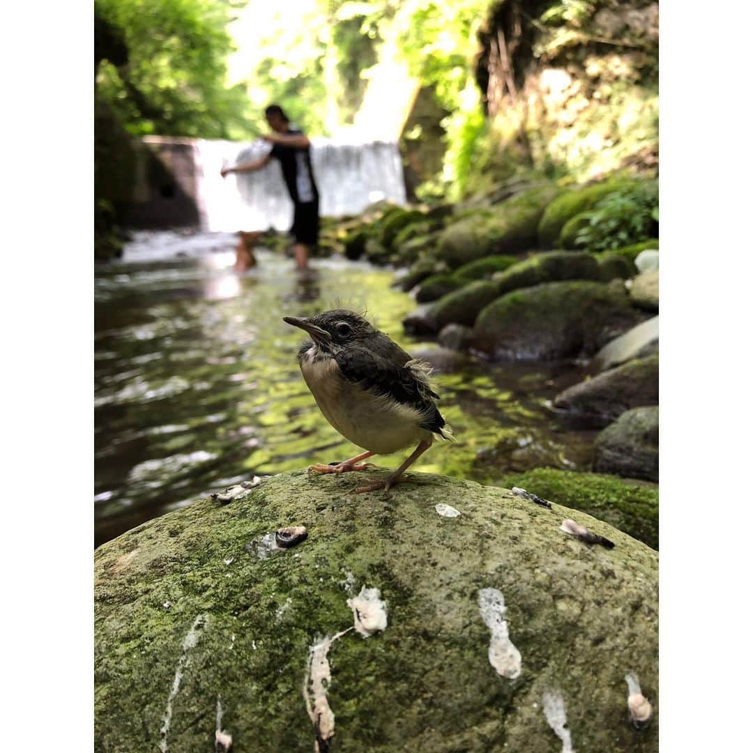 北野貴之さんのインスタグラム写真 - (北野貴之Instagram)「森の中で小さいトトロかと思いました。この、子？ なんの鳥の子供？ とにかく可愛かったです！！」6月8日 7時03分 - takashi_kitano