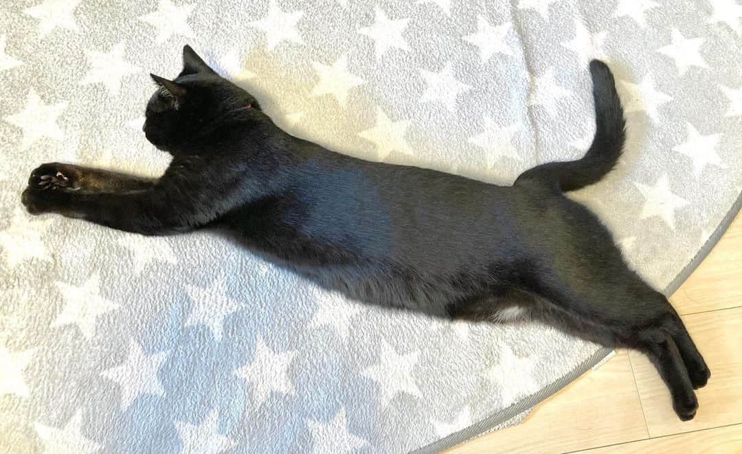 しおやてるこさんのインスタグラム写真 - (しおやてるこInstagram)「プーマのロゴみ #黒猫 #プーマのロゴ風」6月8日 7時14分 - shiochin1129