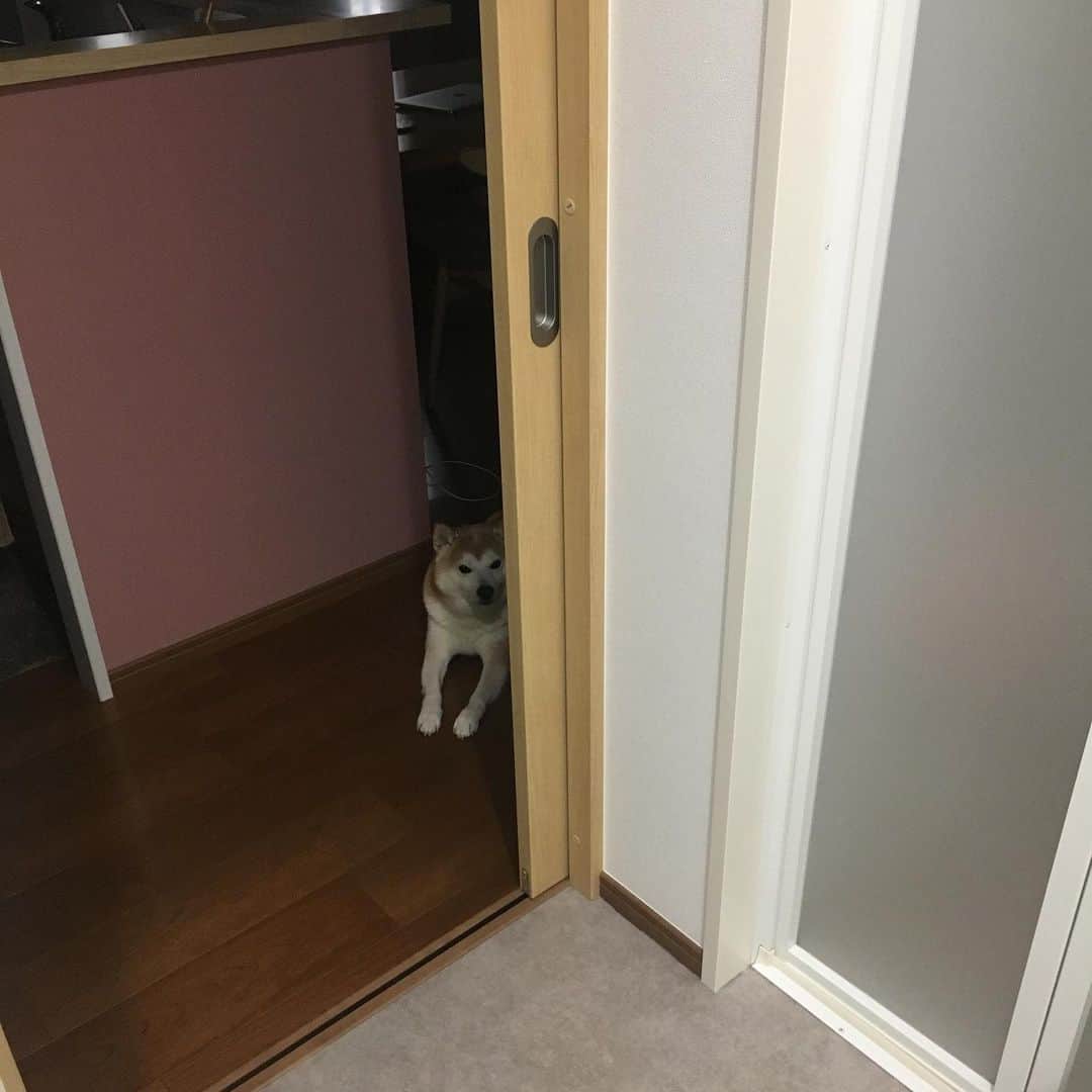 HALFBYのインスタグラム：「さんぽ警察🚨」