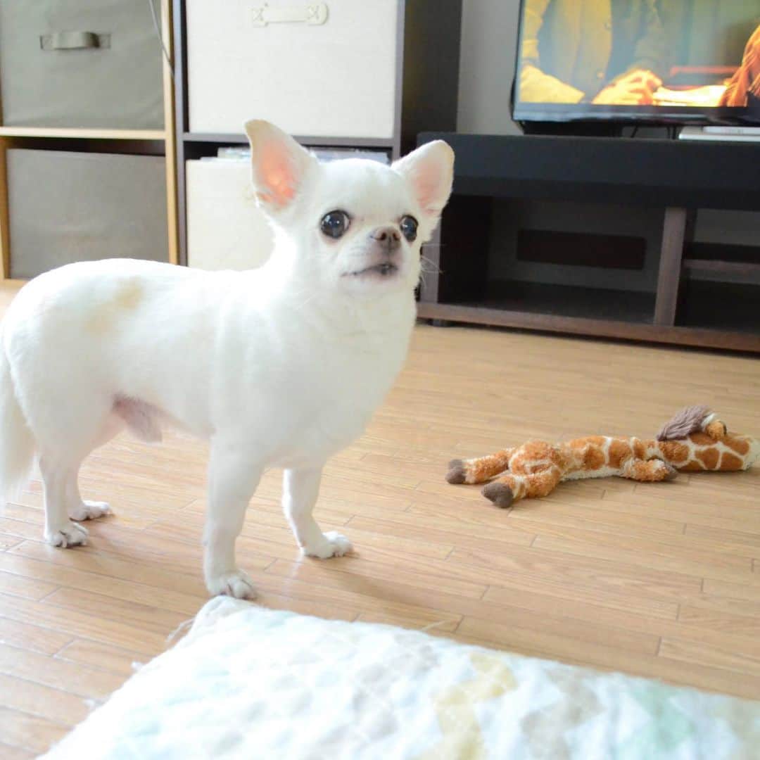 KORIKIのインスタグラム：「おはようございます♪ * #dogofsapporo #dog, #dogs, #dogstagram,#chihuahua,#犬バカ部,#チワワ,#koriki, #hanadog #白スムチ連合会, #スムチー,  #dogofthedayjp, #dogoftheday  #ilovemydog #instadog #instapet #WhiteChihuahua  #吉娃娃 #치와와  #dogsofinstagram #Chihuahualover  #ชิวาวา #チワワの輪 #barkbox #WhiteChihuahuaParty #もふもふモフモフ」