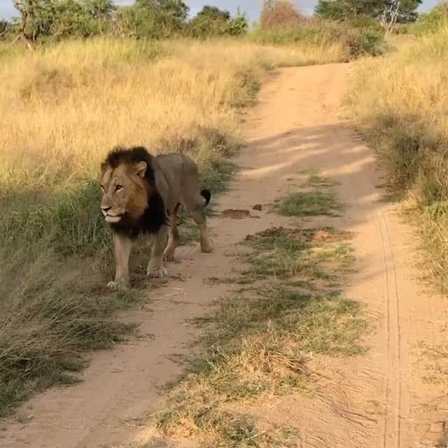 WildLifeのインスタグラム：「Make sure to Follow @discoverLions for amazing photos & videos of lions 😍 Video by @marlondutoit」