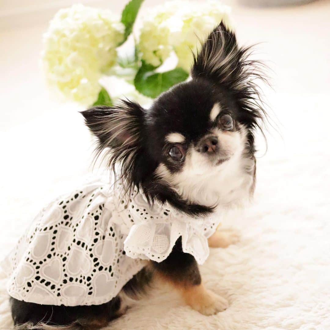 kayoのインスタグラム：「* * ハートレースワンピース 可愛いーー😍💗 * * Melon💗 * * @e_ne_star  #chihuahua#chihuahualove#dogstgram#dog#instadog#チワワ#チワワ大好き * *」