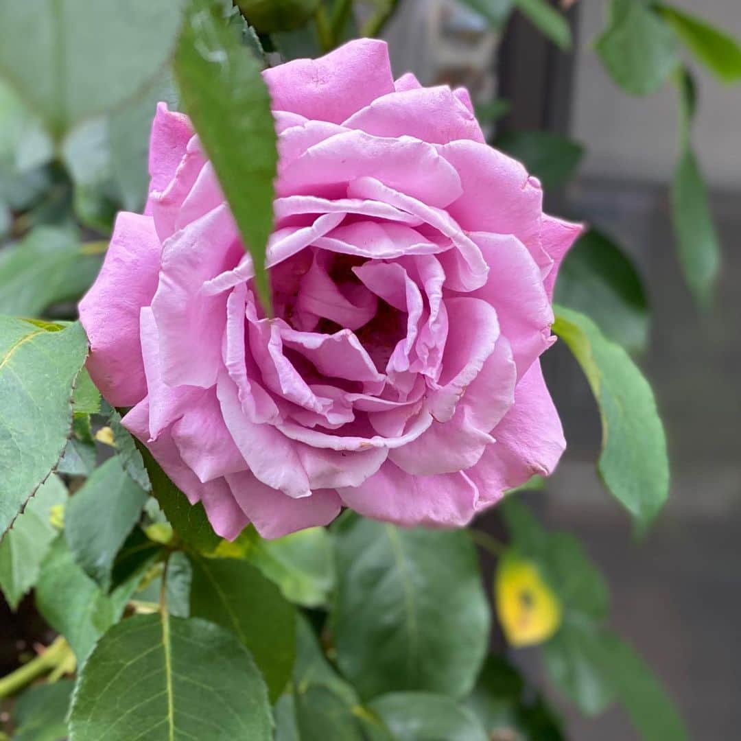 のインスタグラム：「‪#バラ日記 #roses‬ ‪40日目‬  シャルルドゴール  パローレ‬  チアガール  ピエールドロンサール  ロイヤルサンセット  アルティシモ  ラプソディインブルー  ラフランス  フランソワーズゴジャール  ジャンヌダルク ‪かれこれ1ヶ月以上楽しませてくれている薔薇達。尊い。‬ ‪#roses🌹 #rosestagram #rose‬」