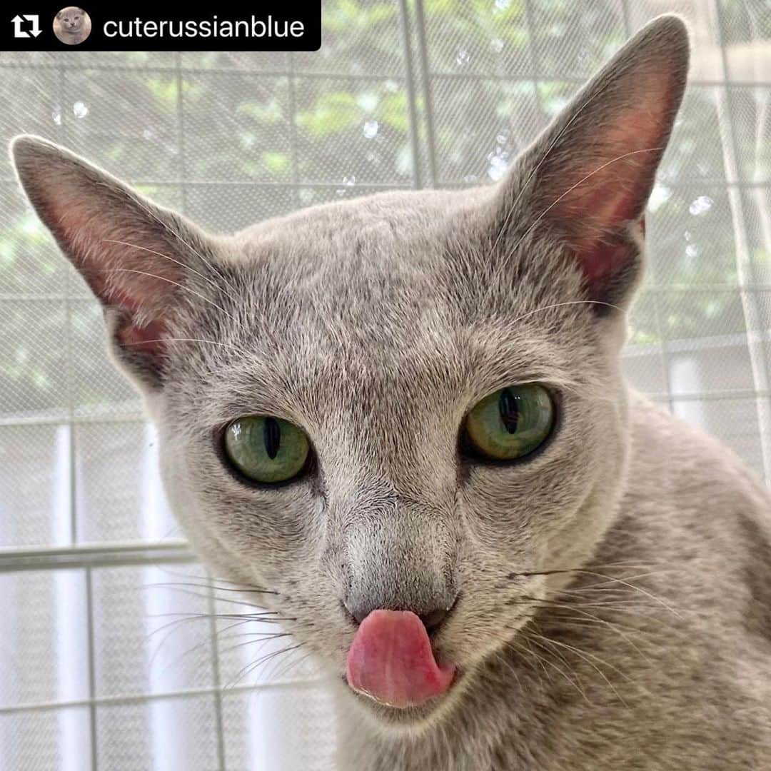 ねこさんのインスタグラム写真 - (ねこInstagram)「【#ねこは人を笑顔にする】❣️ ぺろりん👅 @cuterussianblue さん、ありがとう〜🏃‍♂️💓 #Repost @cuterussianblue with @make_repost ・・・ 猫草食べて舌なめずりアー君💕  #ねこすたぐらむ　#にゃんすたぐらむ　レティシアン　#ふわもこ部　#ねこがいる生活　#ねこと暮らす　#ねこのきもち　#うちのコのきもち　#ねこは人を笑顔にする　#ニャン友　#猫ちゃん想い　#多頭飼い　#ねこちゃんホンポ　#猫ねこ部にゃんチューバー　#猫好きさんと繋がりたい　#Russianblue  #ロシアンブルー　#apricotkitty #nyancon01 #にゃんこファイル参加したい　#peppycats20秋表紙応募　#Arcade」6月8日 8時20分 - neko_magazine