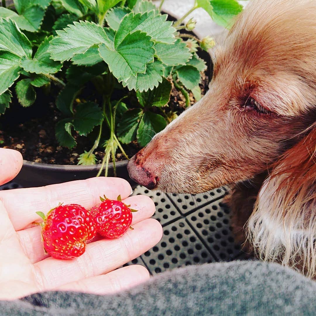 くるみんのインスタグラム：「* いちご🍓収穫しましたぁ😆 * ②枚目、かじって半分にしたので、汚い断面お見せしてスミマセン💦 意外に甘くて美味しかった  #ミニチュアダックスフンド #ミニチュアダックスフント #ミニチュアダックス #イザベラタン #イザベラ #カニンヘンダックスフント #カニンヘン #カニンヘンダックス #カニンヘンの会 #カニンヘンダックスフンド #チョコタンダックスフント #チョコタンダックスフンド #チョコタンダックス #チョコタン #ダックス多頭飼い #ダックスフント #ダックスフンドカニンヘン #ダックス部 #ダックス大好き #ダックスフンド #ダックス #ベランダ菜園 #いちご #いぬばか部 #いぬすたぐらむ #短足部 #dachshundgram #dachshund #dogstagram #instadachs」
