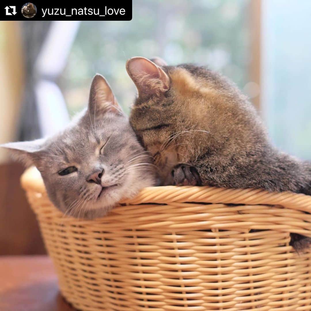ねこさんのインスタグラム写真 - (ねこInstagram)「【#ねこは人を笑顔にする】❣️ むぎゅううううぅぅぅ〜⭐️食い込んでます😸 @yuzu_natsu_love さん、ありがとー😍🌬 #Repost @yuzu_natsu_love with @make_repost ・・・ あ、ちょ、首が💦💦 #にゃんすたぐらむ  #フェリシモ猫部  #関西ねこ部  #ねこのいる生活  #ねこ好きさんと繋がりたい #仲良し兄妹ねこ  #cat  #catstagram  #sippo  #朝ワンコ夕ニャンコ  #ねこちゃんホンポ #nekoclub  #nyancon01 #peppyフォト部  #にゃんこファイル参加したい  #peppycats20秋表紙応募  #祝ニャンとも #シマホスマイル  #ねこは人を笑顔にする #いぬすたねこすたグランプリ #gexペットのありのまま #リラックスmiawmiaw2020夏  #部屋ねこmiawmiaw2020」6月8日 8時31分 - neko_magazine