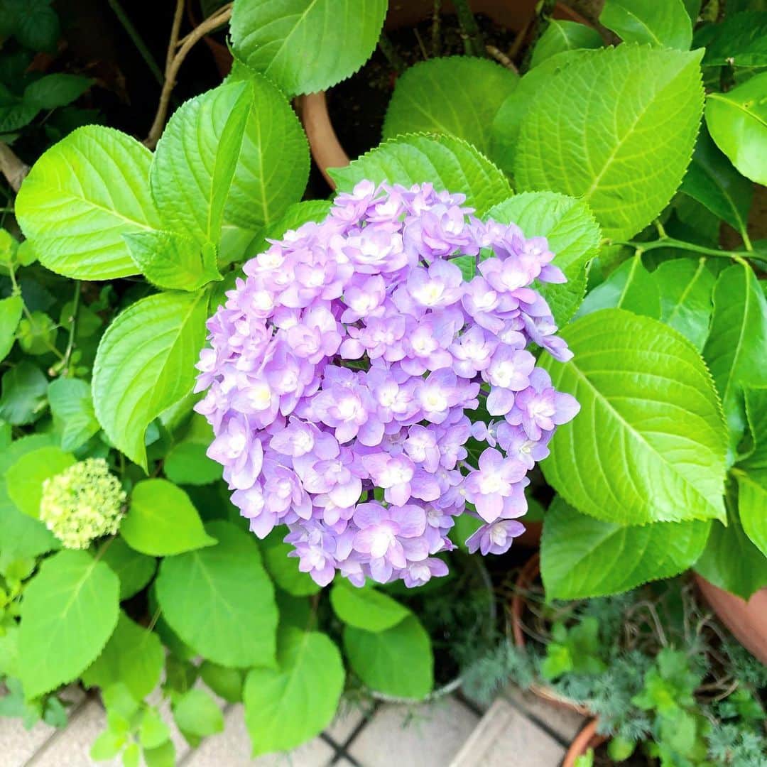 大宮エリーさんのインスタグラム写真 - (大宮エリーInstagram)「おはようございます 曇りですねー 曇りの良さについて 考えてます。 #晴れが気持ち晴れて好きですが #曇り空は白いキャンバスだと考えてみる #家庭菜園 #紫陽花」6月8日 9時01分 - ellie_omiya
