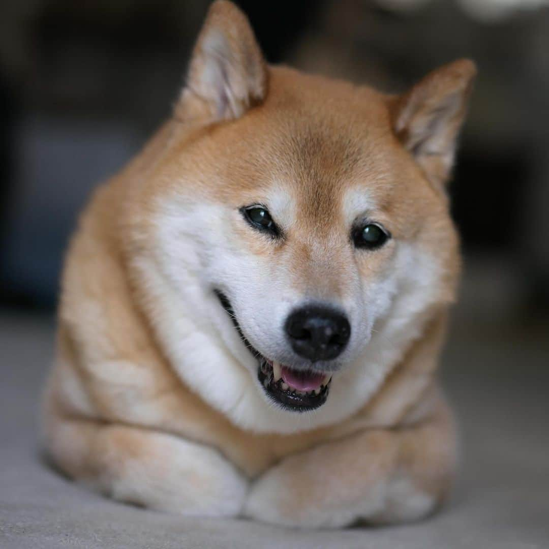 まる（まるたろう）さんのインスタグラム写真 - (まる（まるたろう）Instagram)「Be smiling on Monday!✨🐶☺️✨月曜日おはまる〜！今週も頑張ってきてね〜 #でも無理はしないでね #辛かったら帰っておいで #許す #許可する #もふもふの塊 #月曜日は笑顔で頑張る日」6月8日 9時02分 - marutaro