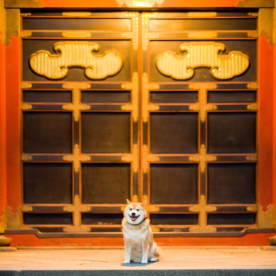 まる（まるたろう）さんのインスタグラム写真 - (まる（まるたろう）Instagram)「Welcome to my home!✨🐶🏠☺️✨まるのお家へようこそ〜🥴 #うそぴょん #こんなお家だったらすげ〜んだろうな #エブリデイあの肉だと思う #前澤さん住んでるかな🤔 #よそはよそうちはうち  #だよねパパ #気にしないでいいよ #ドンマイ」6月8日 19時58分 - marutaro