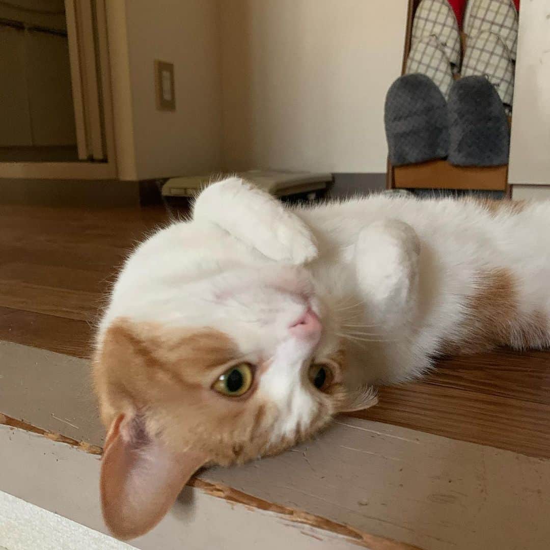 kokomamaのインスタグラム：「あー、気持ち良くて眠いニャー😝 それにしてもパパはどうしてお家に居るのー🏠 今は専業主夫なんだよ！  #コロナに負けるな #にゃんすた #ねこすたぐらむ #スコティッシュ」