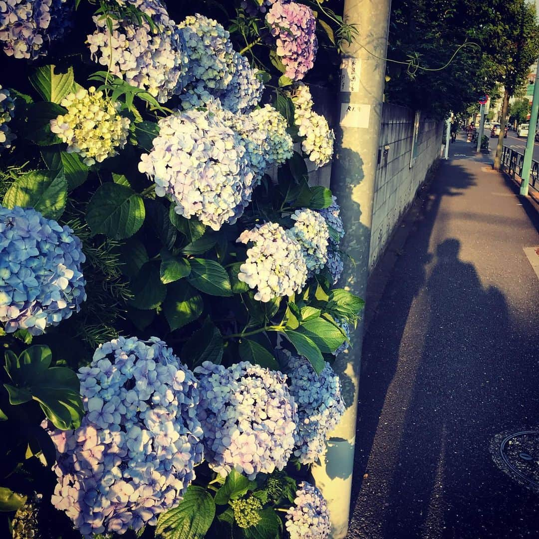 佐野史郎さんのインスタグラム写真 - (佐野史郎Instagram)「夕時の紫陽花」6月8日 18時41分 - sanovabitch