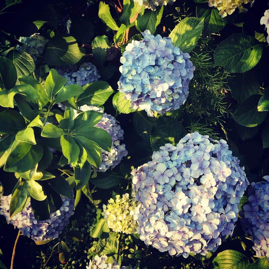 佐野史郎のインスタグラム：「夕時の紫陽花」