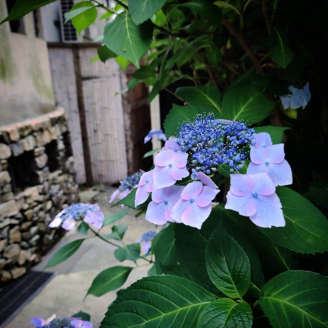 池澤あやかのインスタグラム：「紫陽花の季節！」