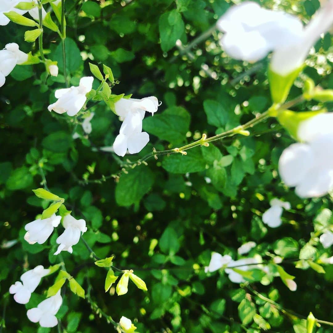 奥井雅美さんのインスタグラム写真 - (奥井雅美Instagram)「今日は年1で行く病院へ🏥 あれこれチェック。 去年と比べて変わりなし☺︎ そして宅録🎙は続く。。。←ハマり気味 ・ このお花の名前知ってる方いますか？ なんか可愛い💕」6月8日 19時07分 - masamiokui