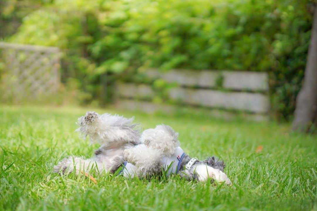 中野区在住のミニシュナのInstagramさんのインスタグラム写真 - (中野区在住のミニシュナのInstagramInstagram)「⑅︎◡̈︎* ・ 昨日は3ヶ月ぶりにドッグランを楽しんだイヴだょ🐾 こんばんワン٩( ´◡︎` )( ´◡︎` )۶ ・ 嬉しいよ〜♪アピールがハンパないっ笑 ・ #イーノの森  #ドッグラン  #dogenic #daily_photo_jpn #わんことおでかけ #doglife #doglover #inuくらぶ_jpn #しゅなら部 #ミニチュアシュナウザー #ミニシュナ #シュナウザー #miniatureschnauzer #schnauzer #schnauzerofinstagram #schnauzer_lovers #schnauzer_of_instagram #asianfusiongrooming #inulog  #todayswanko  #inutokyo  #only_one_wan  #paw_smile_pictures #イヌトミィ  #inutome #dogsta #insta_dog #うちの子可愛く撮り隊 #わんこカメラ部 #wooftoday」6月8日 19時17分 - marble_eve