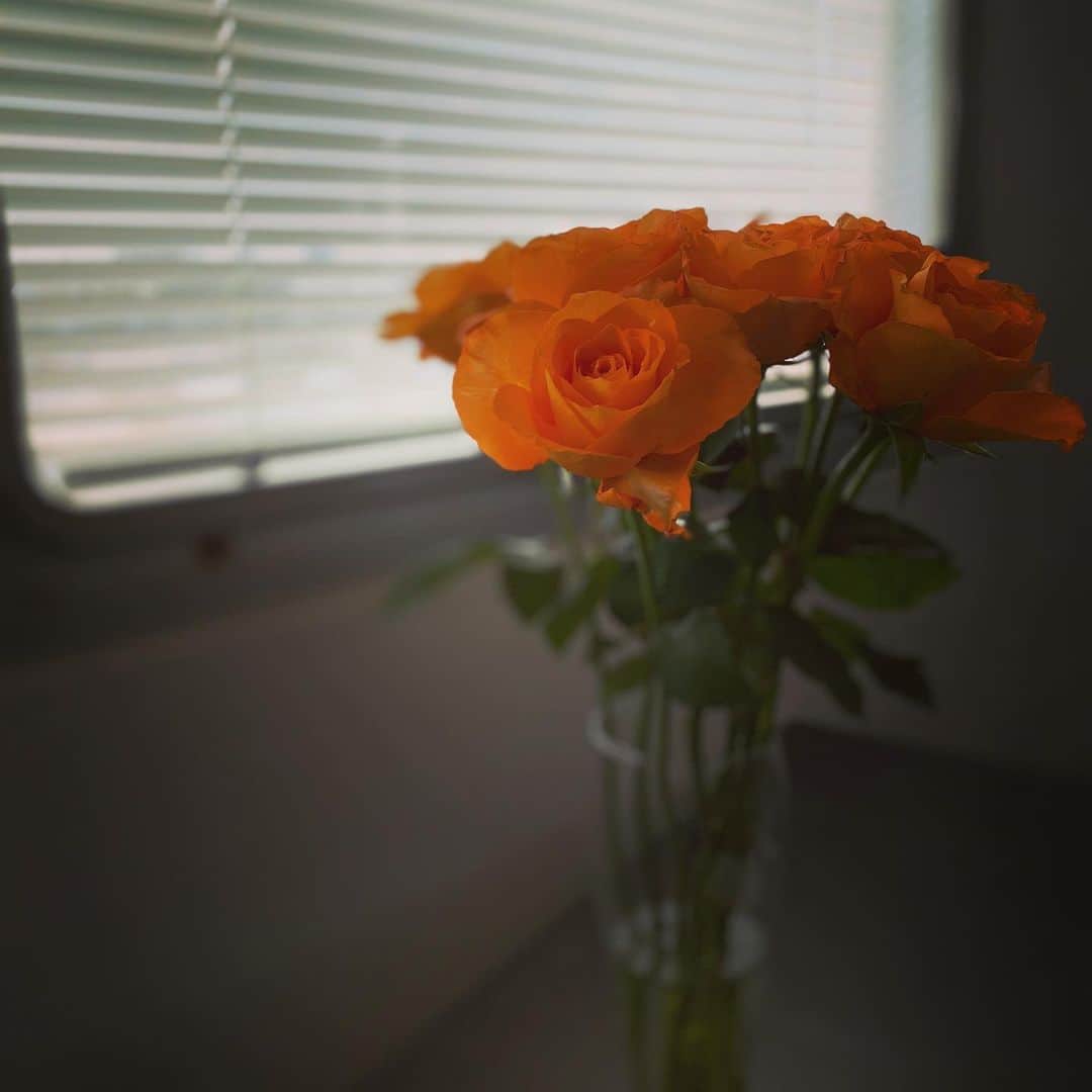 宮崎京さんのインスタグラム写真 - (宮崎京Instagram)「roses🌹✨ お部屋の中に彩りを😊  #roses #🌹」6月8日 19時31分 - miyakomiyazaki