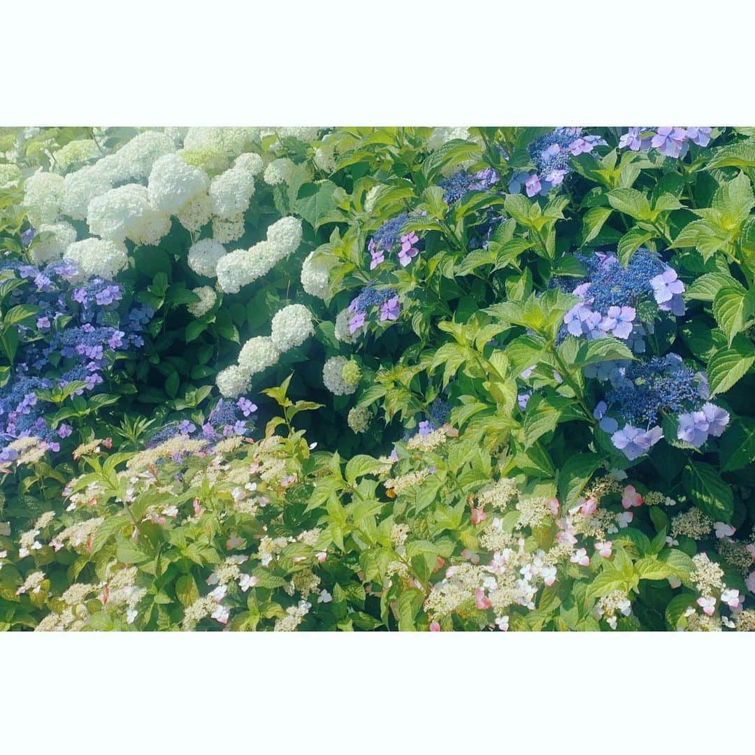 大原ゆい子さんのインスタグラム写真 - (大原ゆい子Instagram)「紫陽花の写真を撮る時怪しい人と思われないように気を付けています」6月8日 19時31分 - ohara_yuiko