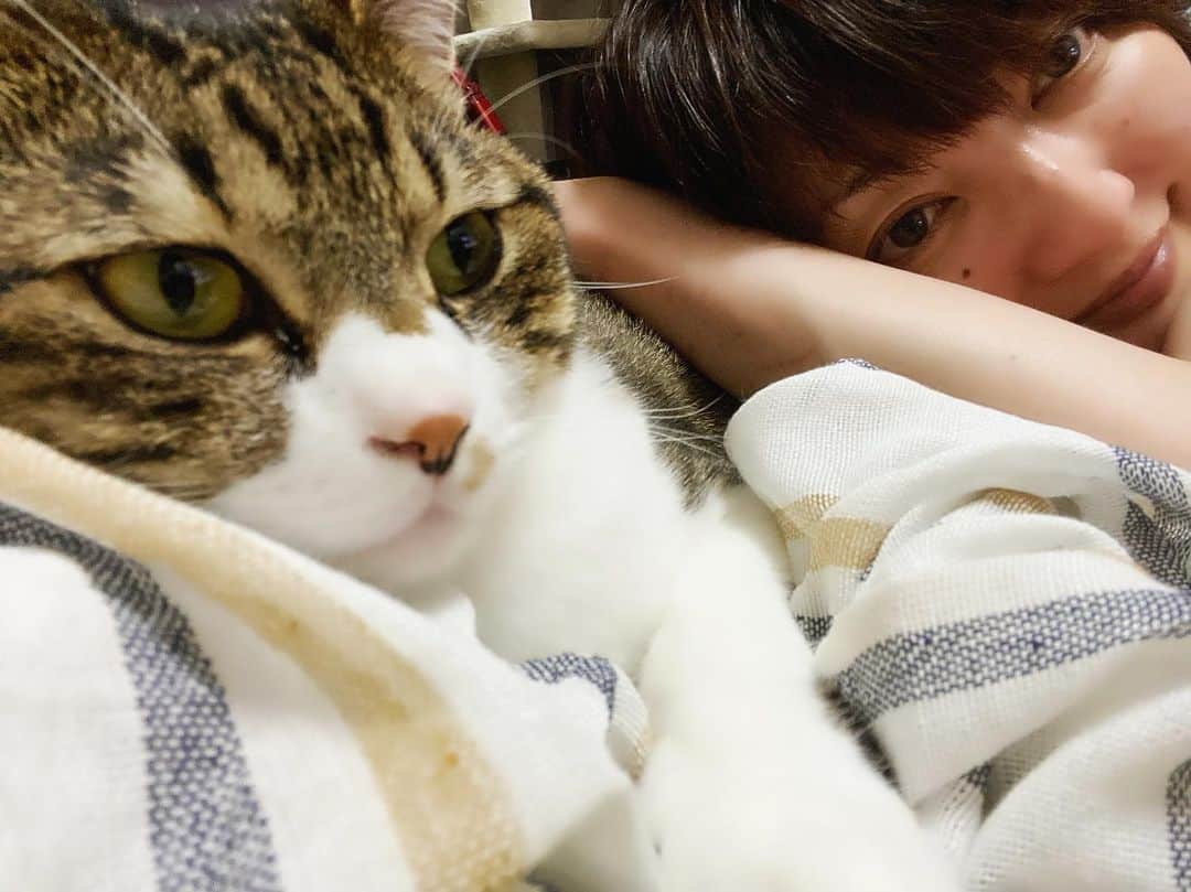 野本かりあのインスタグラム：「ルカは半分人間かも、らしいよ。 まあ、ほとんど返事するし指図するし、色々分かってるなぁとも思う。 頼れる猫だぜ。 #lukarly #catsofinstagram #にゃんすたぐらむ」