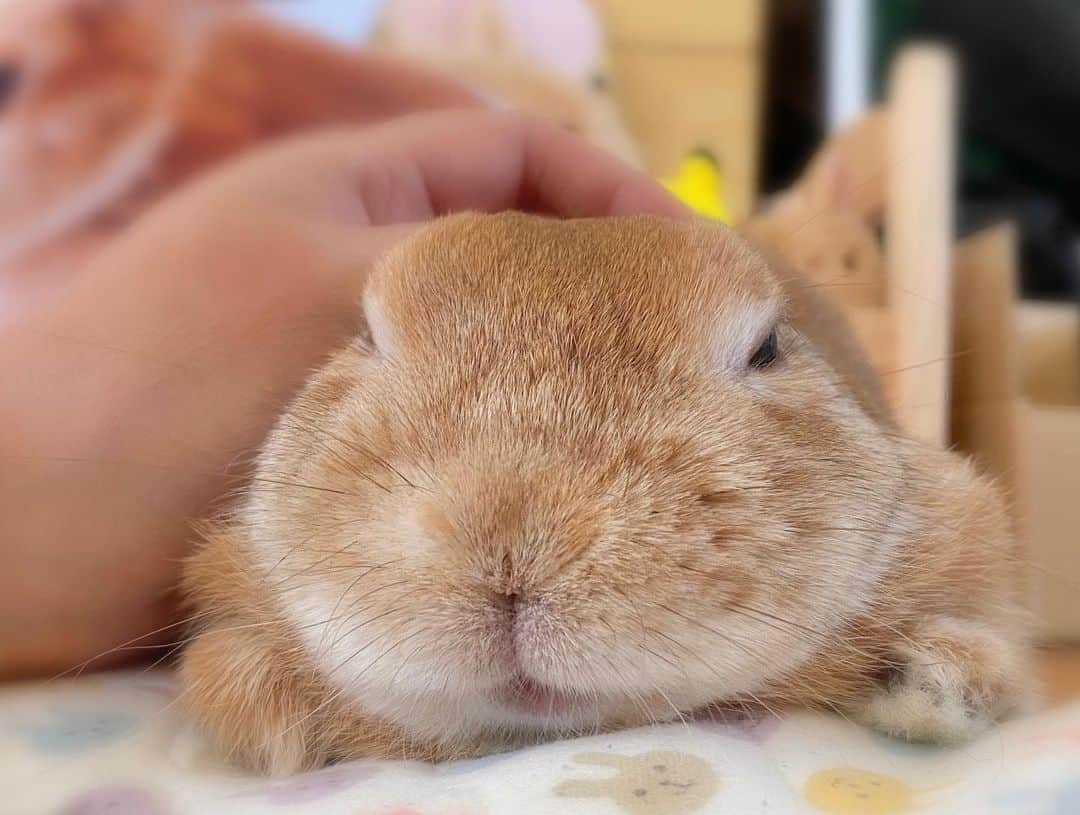 ラン?さんのインスタグラム写真 - (ラン?Instagram)「なでなでしてもらって、とろけるうさぎ(´ω｀*)♡ ☆ そして、なでなでしながら先に寝る人間…(*-ω-)Ｚｚｚ... ☆  #うさぎ #ネザーランドドワーフ #rabbit #bunny #bunnystagram  #rabbitstagram  #cute  #かわいい #ふわもこ部  #もふもふ  #zip写真部  #アニマル写真部 #instagramjapan #netherlanddwarf #うさぎと暮らす  #うさぎのいる暮らし #癒し #kawaii #ランちゃん  2020.06.08」6月8日 19時43分 - mofumofuusako