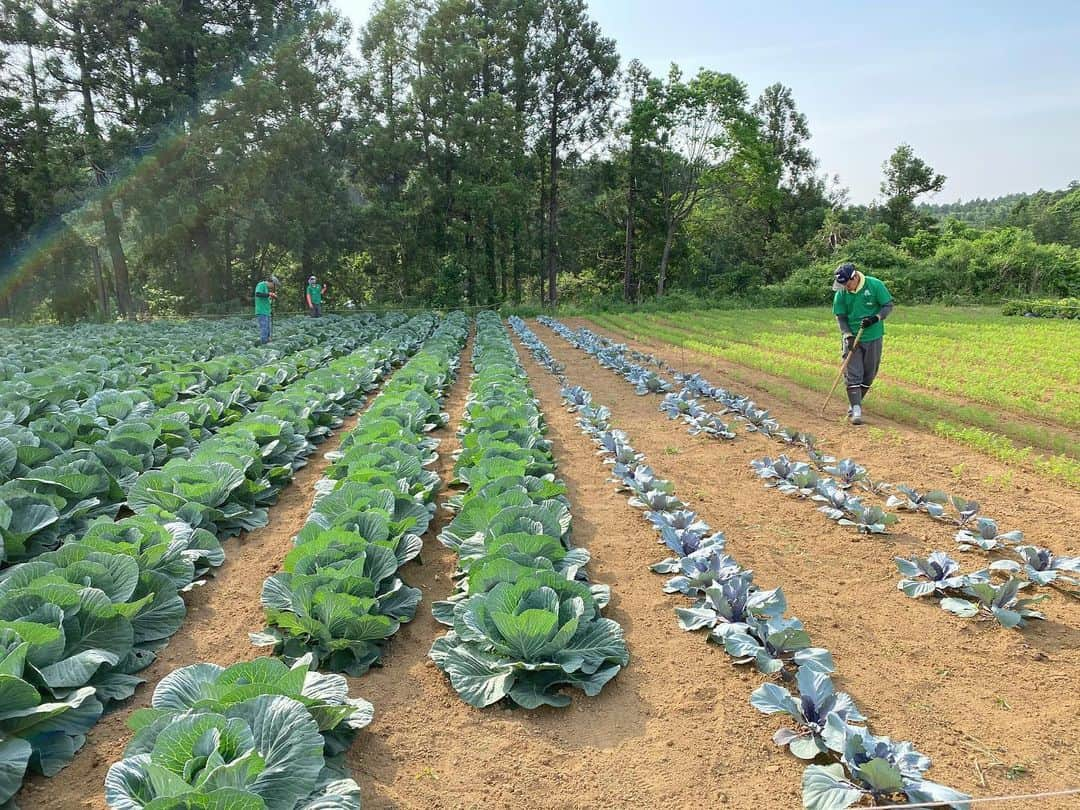 菅原紗由理のインスタグラム：「🥬🥕🍠🥔🌽🍆」