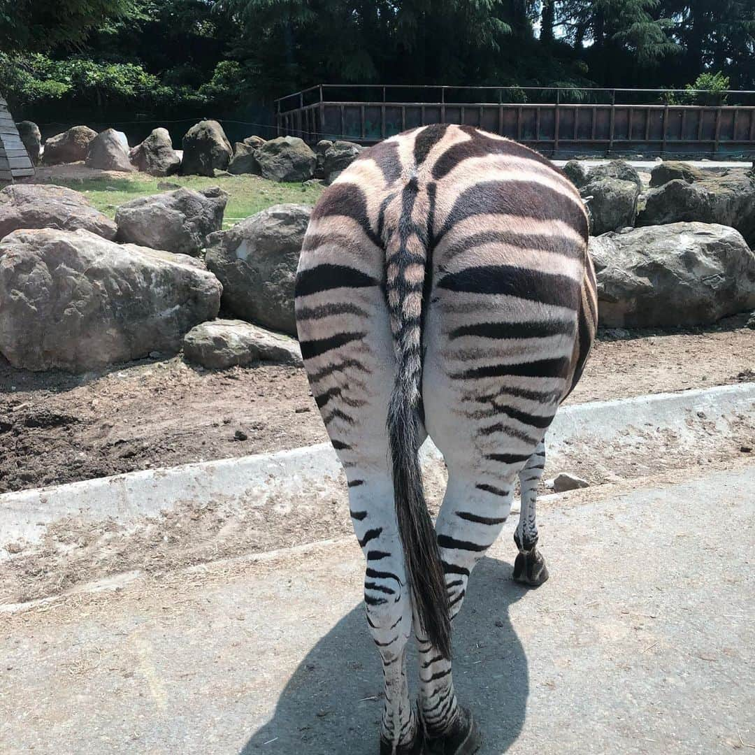 鳥居みゆきさんのインスタグラム写真 - (鳥居みゆきInstagram)「はじめての 群サファ 接触せずアニマル触れ合いできるなんて最高」6月8日 11時11分 - toriimiyukitorii