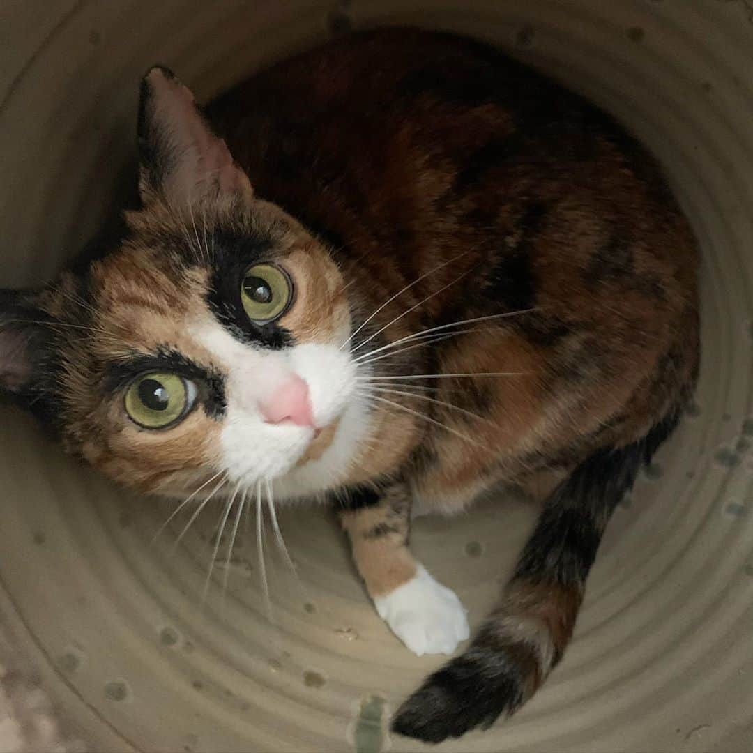 リリーさんのインスタグラム写真 - (リリーInstagram)「My human couldn’t find me for bit. Not sure what all the fuss was about 😸 . . . . . #lillycrazyeyes #quarantine #stayhome #catsofinstagram #9gag #calico #instacat #meowstagram #meow #meowdel #instacalico #calico  #cute #sundayfunday #vase #hiding #hidingcat」6月8日 11時41分 - lilly_crazyeyes