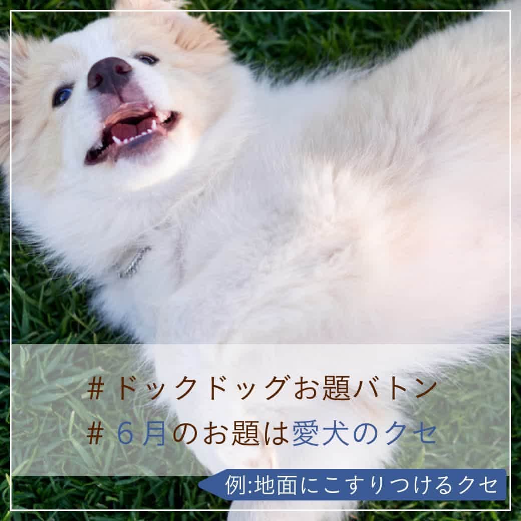 docdogのインスタグラム：「こんにちは！ドックドッグです🐕⠀ 今月も #ドックドッグお題バトン に参加します！🌼⠀ ⠀ さて、#6月のお題は愛犬のクセ  です😊☀️⠀ ⠀ みなさんの愛犬のクセは何ですか？🐾⠀ 写真は、草むらを見つけると思わず地面に体をこすりつけちゃうクセ🤦🏻です😂⠀ ⠀ ということで、⠀ #ドックドッグお題バトン ⠀ #6月のお題は愛犬のクセ ⠀ バトンは置いておきますね🌼⠀ ⠀ バトンは自分ではじめても、何人に回しても、回さなくてもOK🐶✨⠀ ⠀ 愛犬のお気に入りショットにハッシュタグを付けてどんどん投稿してくださいね！🥰⠀ ⠀ #ドックドッグお題バトン ⠀ #6月のお題は愛犬のクセ　⠀ #地面に体をこすりつけるクセ　⠀ #ドックドッグ ⠀ #docdog」