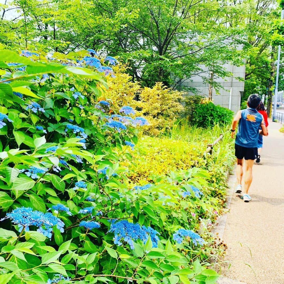 皇居ランナビのインスタグラム：「だんだんと梅雨入りも近づいてきましたね😆  皇居の紫陽花も色づいてきました✨  皇居ランの際はぜひ周りの景色も楽しんでくださいね😊  #皇居 #皇居ランナビ #皇居ラン #皇居ランナー #おもてなしランナー #ランニング #ハシリマスタグラム #running #runner」