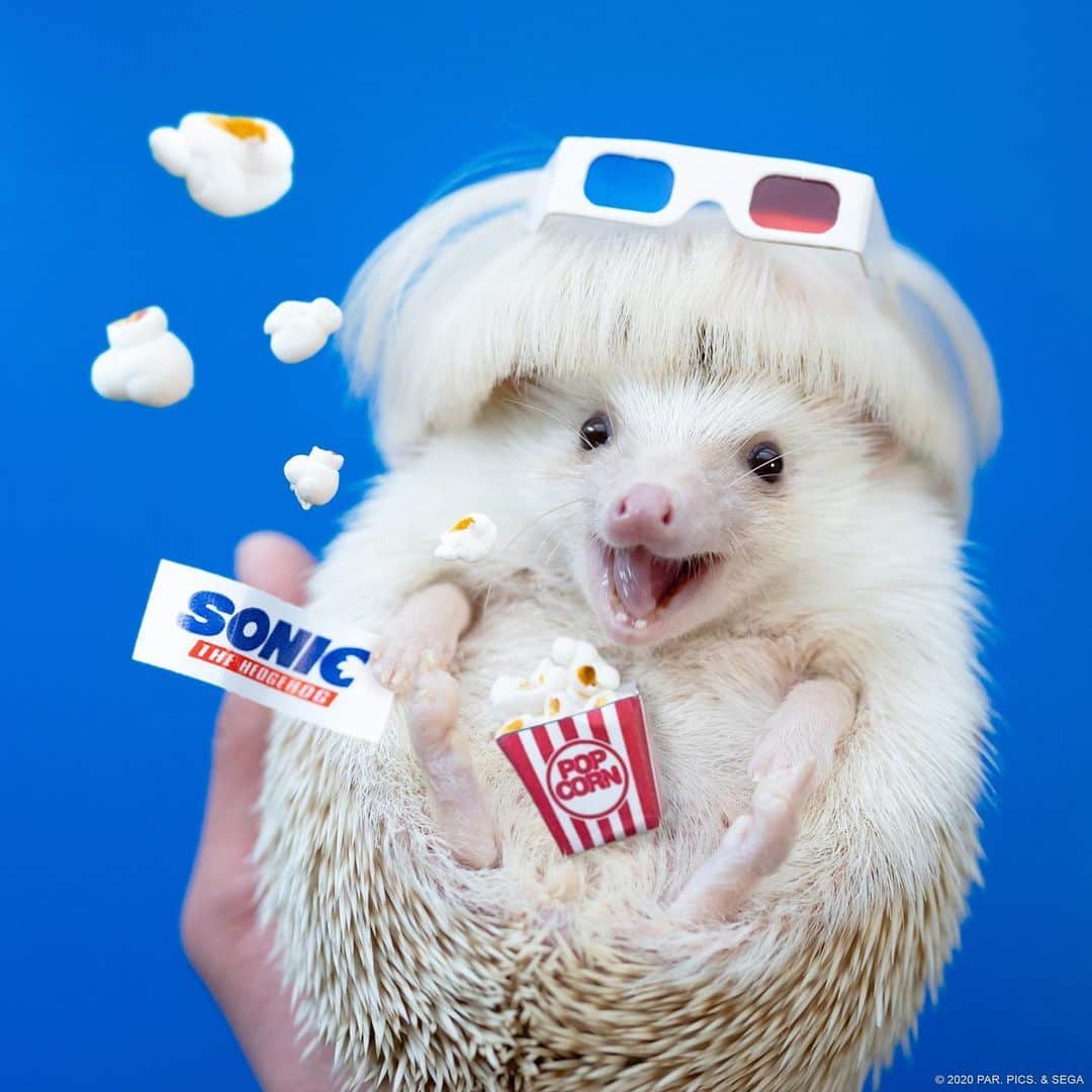 ダーシーのインスタグラム：「Sonic is coming soon🦔💙⚡️ ・ ショパンとソニックのコラボ第3弾‼️やっとお披露目できた〜✨ 超音速の青いハリネズミ“ソニック“の実写映画が、6月26日(金)からやっと日本でも公開されます🎬✨ 映画館ではマスクとヅラを忘れずに💙 ・ Official Website: sonic-movie.jp #映画ソニック　#SonicMovie #CatchSonic #SonicDerFilm #SonicLeFilm」