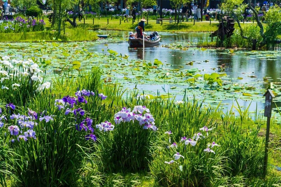 のインスタグラム：「【 Suigo Sawara Ayame Park // #Chiba 】 Suigo Sawara Ayame Park locates in the city of Katori in Chiba prefecture.  The park measures about 80,000 square meters, and there are over 400 different types of irises there.  You can ride a boat through the park to see all of the park’s flowers.  Visit in June for the Ayama Festival, where you can see the irises blossoming at their peak. From July to August, you can enjoy the Lotus Festival, with over 300 different kinds of lotuses. . ————————————————————————————— ◉Adress 1837-2 Ougi-shima, Katori-shi, Chiba ————————————————————————————— THE GATE is a website for all journeys in Japan.  Check more information about Japan. →@thegate.japan . #Japan #view #travel #exploring #visitjapan #sightseeing #ilovejapan #triptojapan #japan_of_insta #療癒 #instagood #粉我 #赞 #travelgram #instatravel #unknownjapan #instagramjapan #instaday #Iris #irisflower #bulaklak #꽃 #flowerstagram #flowerlovers #suigosawaraayamepark」