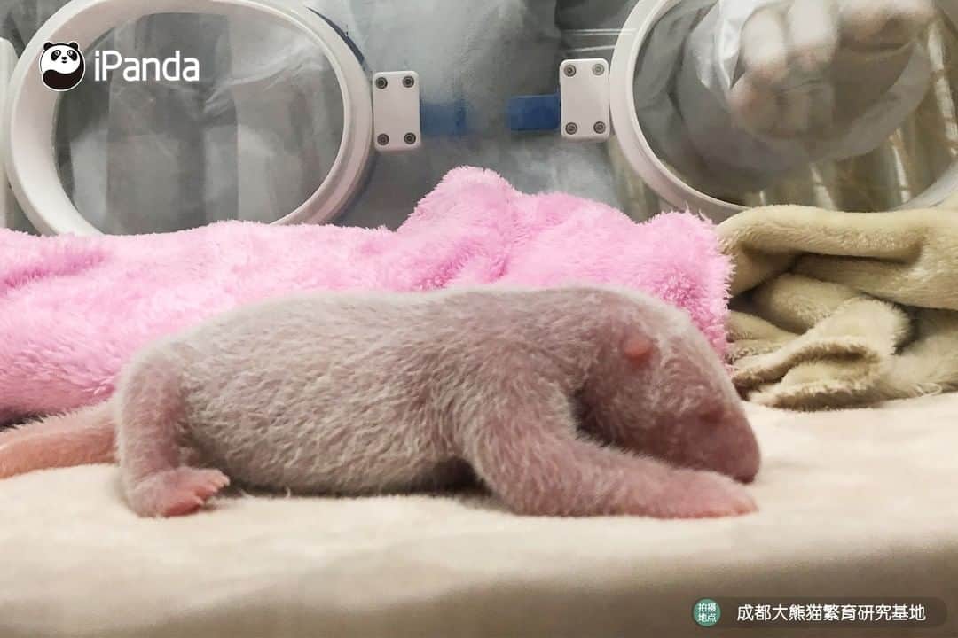 iPandaさんのインスタグラム写真 - (iPandaInstagram)「Chengdu welcomes two female newborns, with one breaking the heaviest birth weight record On June 5, giant pandas Yuan Run and Ai Li each gave birth to a female cub at the Chengdu Research Base of Giant Panda Breeding.  Ai Li‘s baby girl, who weighs 219 grams, is now the heaviest giant panda cub born at the Chengdu Base on record. According to the base, both the mothers and babies are in stable condition. 🐼 🐾 🐼 #PandaNews #panda #ipanda #animal #pet #adorable #China #travel #pandababy #cute #photooftheday #Sichuan #cutepanda #animalphotography #cuteness #cutenessoverload」6月8日 12時20分 - ipandachannel