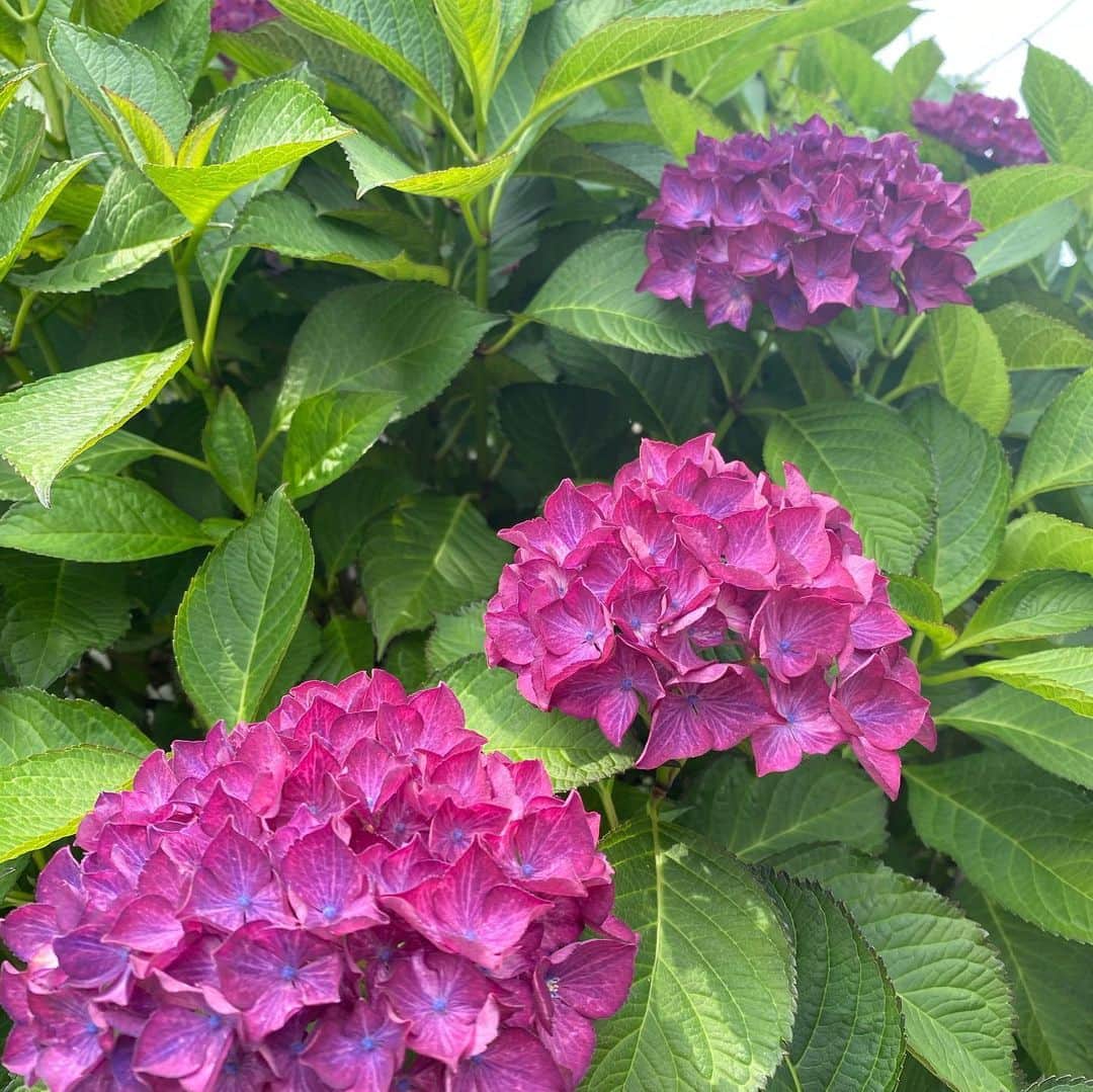 工藤静香さんのインスタグラム写真 - (工藤静香Instagram)「紫陽花が美しく咲く、6月生まれの皆さま、お誕生日おめでとうございます。  夏を待つ、木々の梢が可愛らしく、そして力強く、とても素晴らしい季節にお生まれになられましたね😌 きっとお母様も紫陽花を見る度、あなた様の事を想っている事でしょう💕  どうぞ、素敵な一年になさって下さい。」6月8日 12時20分 - kudo_shizuka