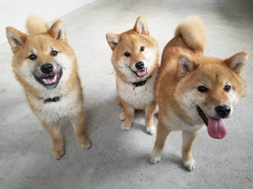 柴犬たま Shibainu Tamaのインスタグラム