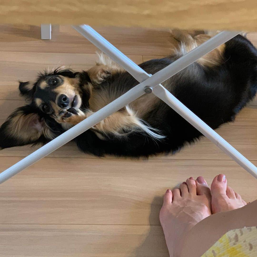 小日向えりのインスタグラム：「かまって！(1枚目 かまって！(2枚目 かまってー！(3枚目  在宅中の癒し… かまってちゃんこふこふ🐶  癒されるけどお膝カリカリしてこられると、痛いし、ちょいウザ😂 でもかわいい…  今月3歳。まだまだ子供だー。  #ミニチュアダックスきな粉 #ミニチュアダックス」