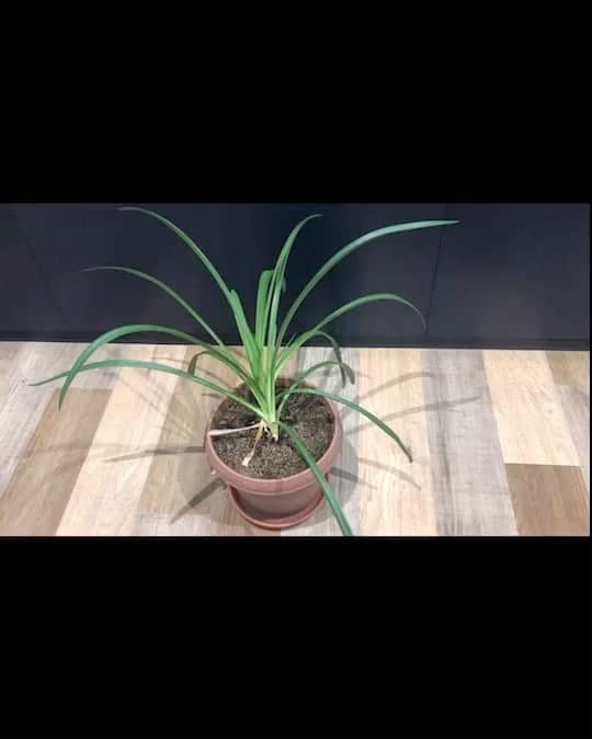 麻倉もものインスタグラム：「本当に今年中に咲くのだろうか…🤔 #Agapanthus #もちょ10 #麻倉もも #オンラインもちょ」