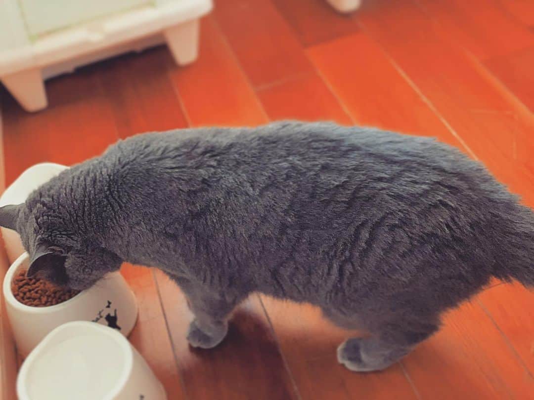 チキン南蛮カレーのルウ王子のグルメインスタ