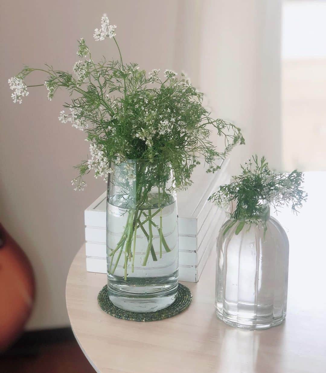 LOVEのインスタグラム：「今年も咲きました。 食べる目的以外でも収穫！  コリアンダーの花見たことあります？ めちゃ可憐で可愛い花をつけるんですよね。  おぬし、名前がいくつあるのだ。  #coriander #パクチー #香菜」