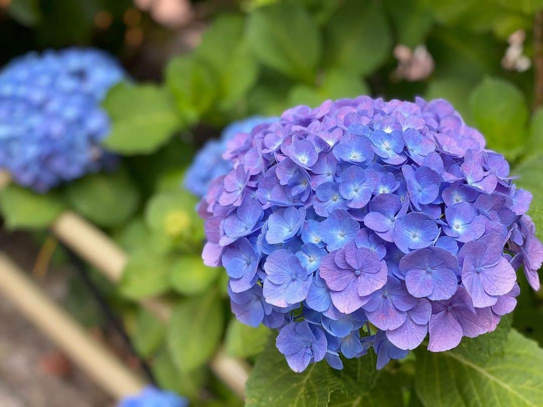 廣岡聖さんのインスタグラム写真 - (廣岡聖Instagram)「. 青い紫陽花の花言葉は 『冷淡』『無情』『辛抱強い愛情』だそう。 雨のなか辛抱強く耐え続け咲く姿がとても趣深い。 最近歩きながらいろんな色の紫陽花が咲いていて綺麗だなと思うけど、日本の土は弱酸性だから青が多いらしい。  普段何気なく見る花の花言葉を知ると、街で見かけた時にふと思い出してまた違った気持ちで見れるかもしれないね☺︎ .  #紫陽花#花言葉#flowers#花写真#道端の花#日本の花のある風景#梅雨#梅雨の花」6月8日 14時26分 - hirooka_hijiri