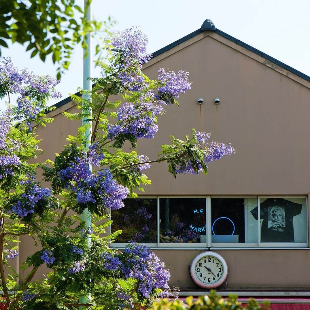 ハリウッドランチマーケットさんのインスタグラム写真 - (ハリウッドランチマーケットInstagram)「﻿ 【季節の花】﻿ ●ジャカランダ﻿ ジャカランダは世界三大花木の一つでシウンボク（紫雲木）と呼ばれています。﻿ 青紫色の花はその名の通り紫雲のような美しさです。」6月8日 20時05分 - seilin_official