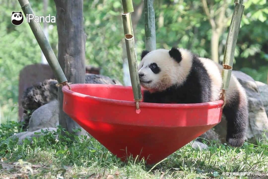 iPandaさんのインスタグラム写真 - (iPandaInstagram)「Why am I so smart? I’ve totally mastered the new toy after an afternoon’s exploration. 🐼 🐾 🐼 #panda #ipanda #animal #pet #adorable #China #travel #pandababy #cute #photooftheday #Sichuan #cutepanda #animalphotography #cuteness #cutenessoverload」6月8日 17時30分 - ipandachannel