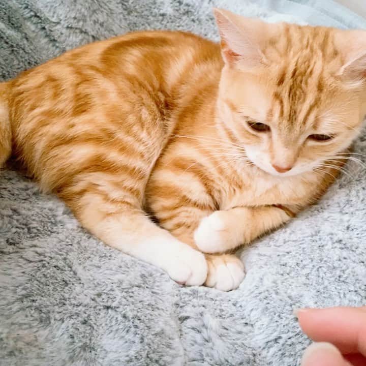 のインスタグラム：「新しく買った、ハンモックみたいなやつでお昼寝してた〜  かわゆいなあ(..•˘ ̯˘•..) #猫 #マンチカン」