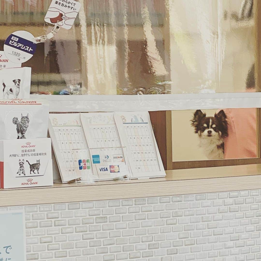こまけいこのインスタグラム：「爪切り中。  じー。」