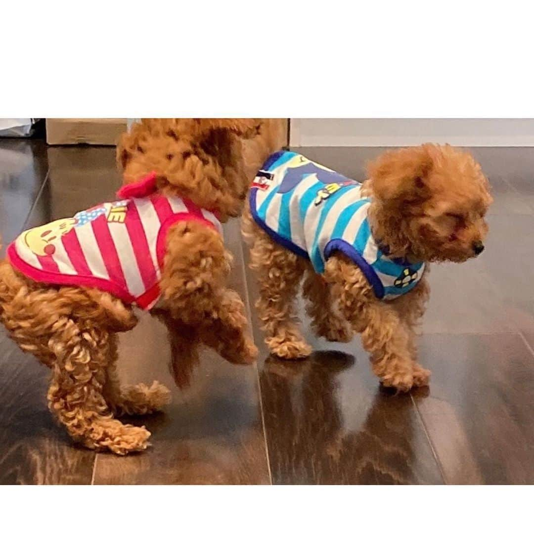 本田紗来さんのインスタグラム写真 - (本田紗来Instagram)「今日もおそろのおさがり💗🐶💚 さらが「ルルロロ〜」って呼んだら必死に走ってきてくれる姿が もう可愛すぎて癒しすぎてやばいです💓🙈🙈🙈💓 #ルルロロ」6月8日 17時59分 - sara_honda0404