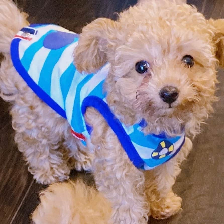 本田紗来さんのインスタグラム写真 - (本田紗来Instagram)「今日もおそろのおさがり💗🐶💚 さらが「ルルロロ〜」って呼んだら必死に走ってきてくれる姿が もう可愛すぎて癒しすぎてやばいです💓🙈🙈🙈💓 #ルルロロ」6月8日 17時59分 - sara_honda0404