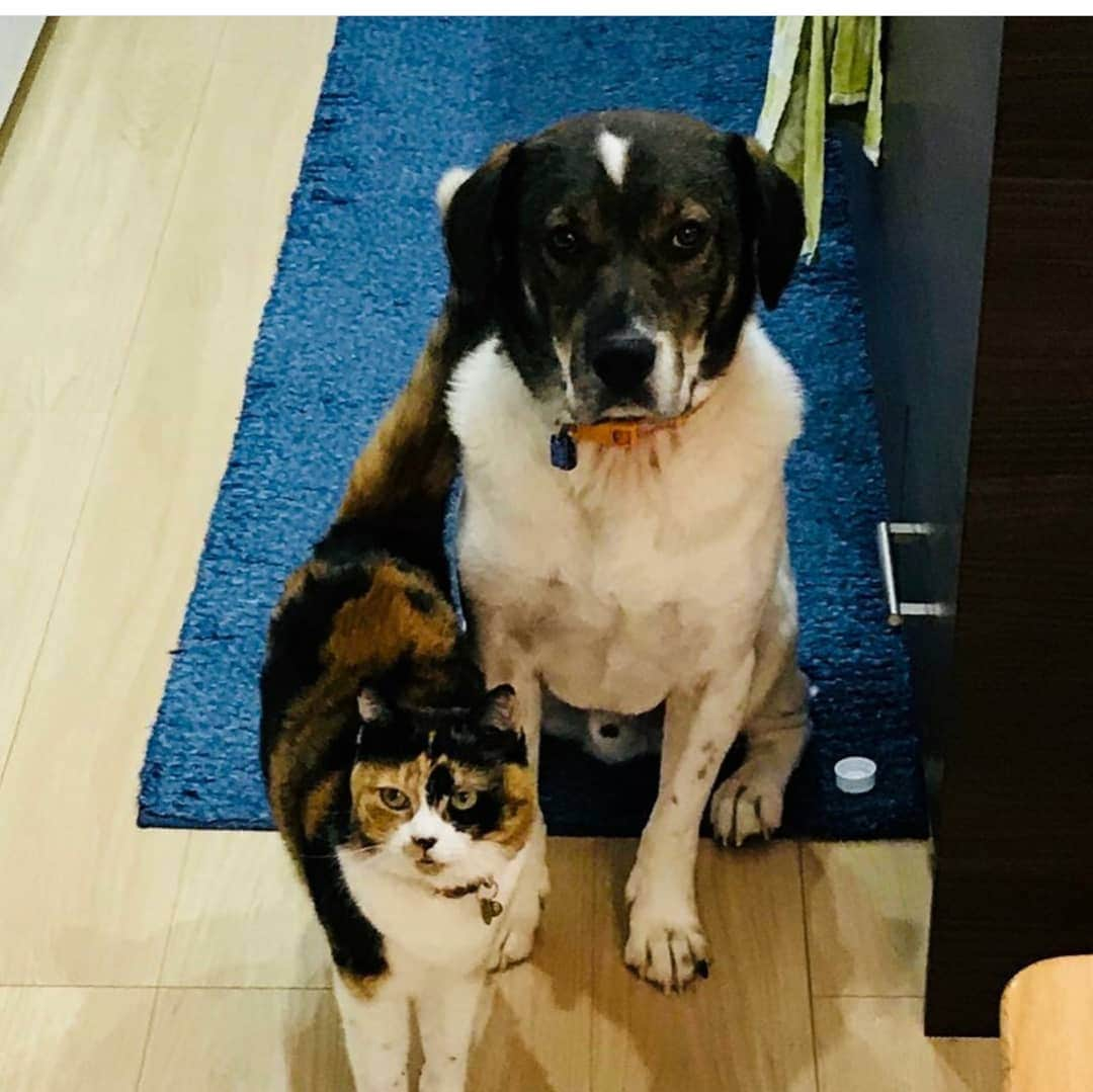 タンゲクンさんのインスタグラム写真 - (タンゲクンInstagram)「投稿されたのは🐈️のくるみちゃんでした、けど兄犬といつもなんだか仲良ししてるから 離せないでしょうに ここから大体家族を描くように しちゃおうかと ぱんぷきん組2号は未だ裸体の2人です くるみちゃん名前が似合い過ぎる 😅２枚目！！2人のサイズ🤩  いろいろやってみたくなる #にて隊#にて隊ぱんぷきん組 #にてた 何この2人可愛い過ぎる」6月8日 18時00分 - etsukomiuze