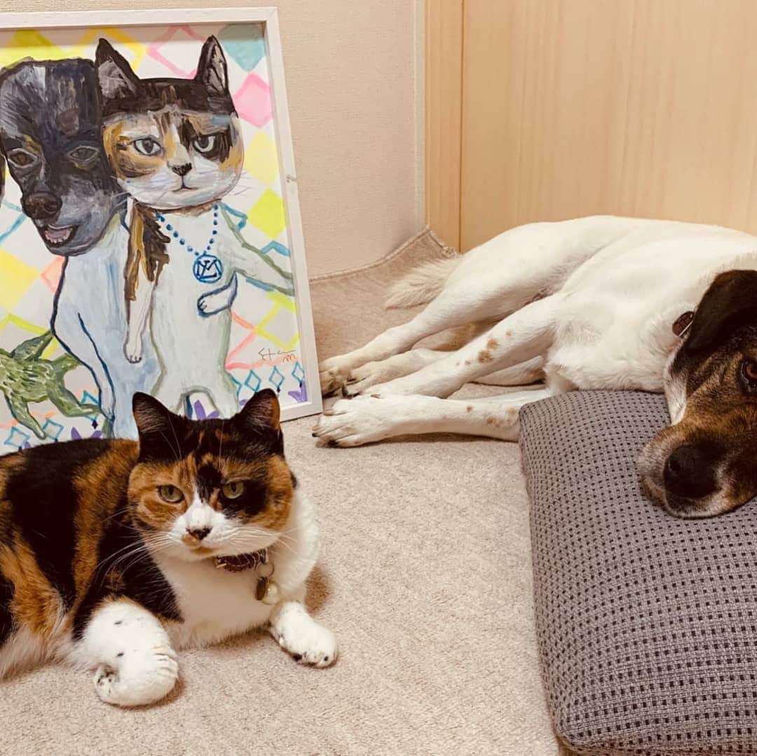 タンゲクンのインスタグラム：「投稿されたのは🐈️のくるみちゃんでした、けど兄犬といつもなんだか仲良ししてるから 離せないでしょうに ここから大体家族を描くように しちゃおうかと ぱんぷきん組2号は未だ裸体の2人です くるみちゃん名前が似合い過ぎる 😅２枚目！！2人のサイズ🤩  いろいろやってみたくなる #にて隊#にて隊ぱんぷきん組 #にてた 何この2人可愛い過ぎる」