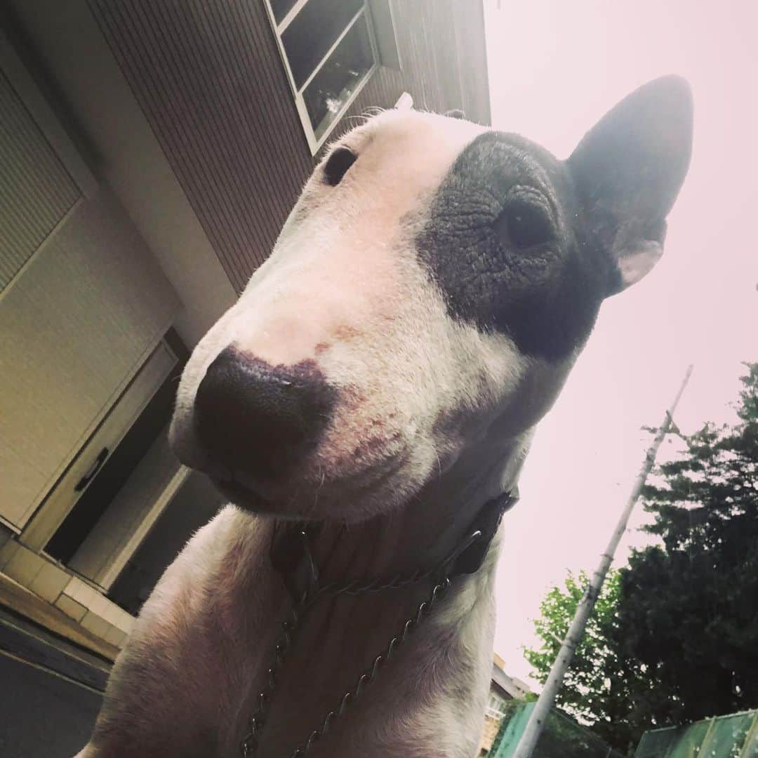 のインスタグラム：「#minituru#bull#terrier#minibullterrier#miniturubullterrier#dog#dogstagram#cute#qtaro#love#family#ミニチュア#ブルテリア#ミニチュアブルテリア#Q太郎」