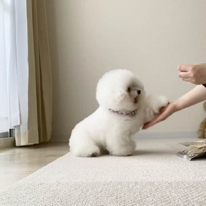 ゆうのインスタグラム：「. . 早回し動画⏭ アーニーはお魚🐟のオヤツが大好き。 @dogfood_perori  さんの パフシリーズは柔らかくて 小さく千切れるのでありがたい✨ . 袋を開けた時のいい香りが〜🤤 まぐろ、カツオ、イワシの3種 . しかし、なんでお手の時に お口が開くのかしら... 笑 . . . #ドッグフードPERORI #歯はまだ1本も抜けてない #お魚大好き 🐟 . .」