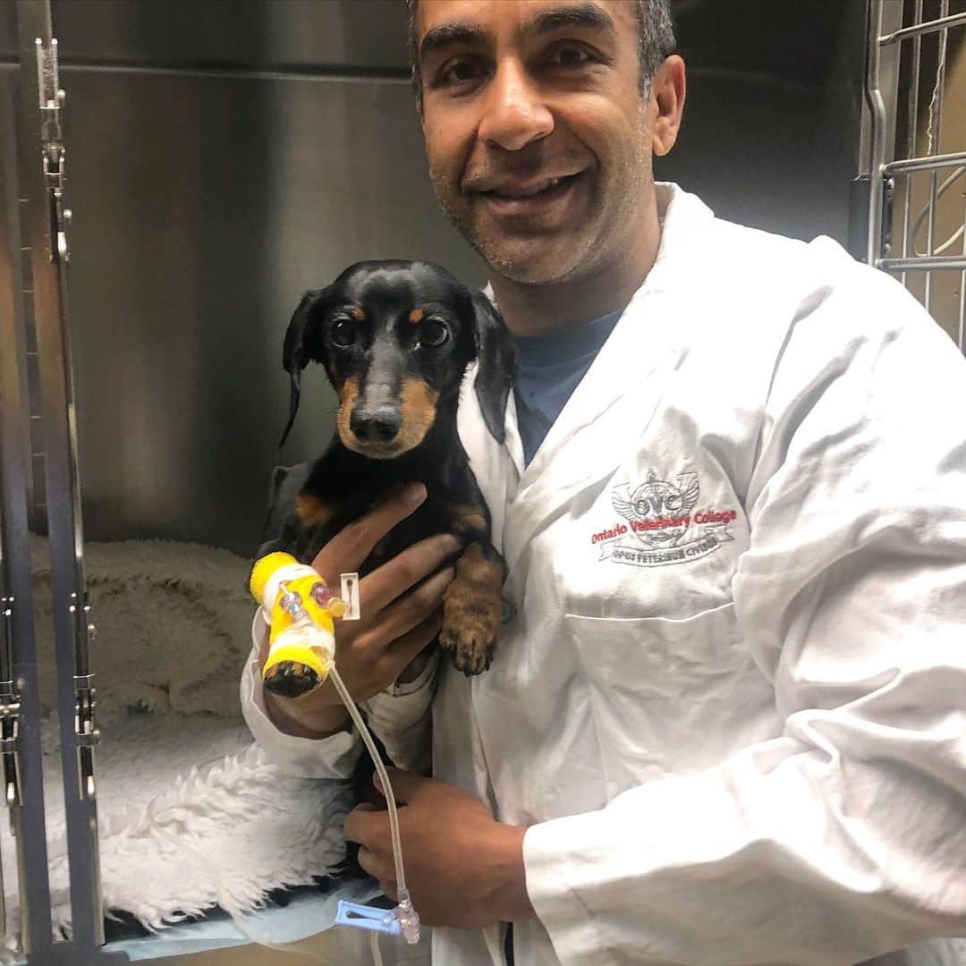 Crusoe the Celebrity Dachshundのインスタグラム：「We truly can’t thank Dr. Singh and the @ontvetcollege enough for their beyond-outstanding care in seeing Crusoe through surgery. Dr. Singh is a master of his field (especially minimally invasive surgery) and is someone we would trust anytime (but hopefully won’t have to again😋). We are working on a blog post to tell you all about the story behind all this, including more people & institutions to thank, coming in a day or two. - Ryan」